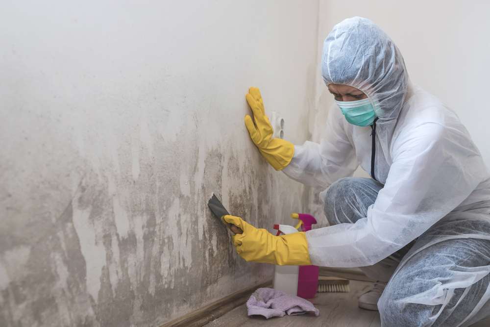 Female Worker Of Cleaning Service Removes Mold From Wall