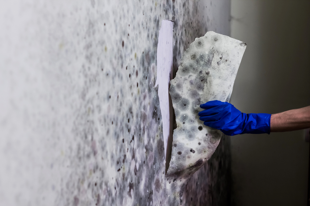 Removing Mold From The Wall